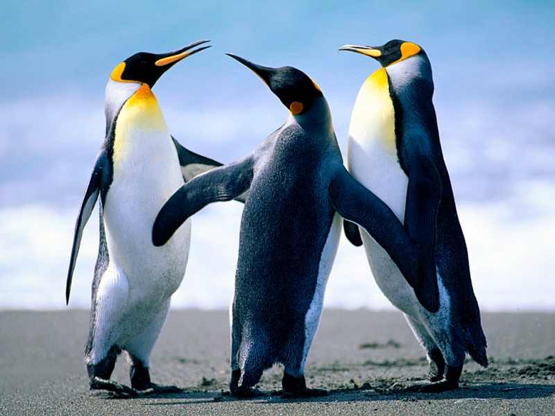 Arquivo:Penguins.jpg